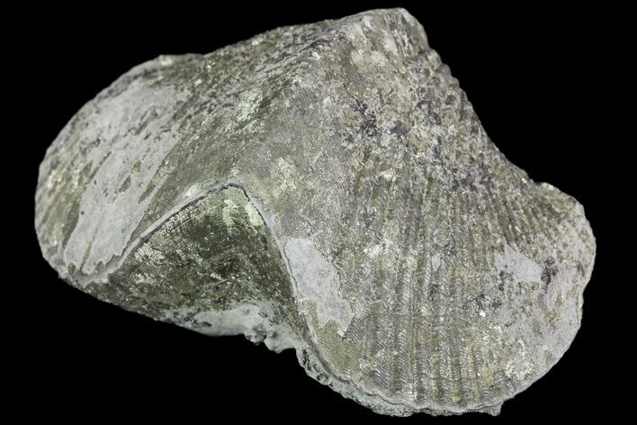 Pyrite Replaced Brachiopod (Paraspirifer) - Ohio #89721
